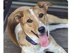 Adopt Dottie a Terrier (Unknown Type, Medium) / Mixed dog in San Ramon