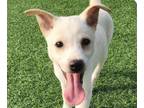 Adopt Kerry a Jindo / Mixed dog in San Ramon, CA (39026495)