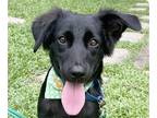 Adopt Winston a Retriever (Unknown Type) / Bernese Mountain Dog / Mixed dog in