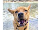 Adopt Appa a Bernese Mountain Dog / Mixed dog in San Ramon, CA (39047390)