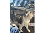 Adopt Hasselback Potato a Domestic Shorthair / Mixed cat in Atascadero