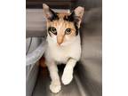 Adopt Hanna a Orange or Red Domestic Shorthair / Mixed (short coat) cat in