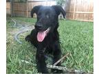 Adopt Hank a Black German Shepherd Dog / Golden Retriever / Mixed dog in