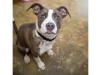 Adopt VINAIGRETTE a Pit Bull Terrier, Mixed Breed