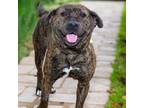 Adopt TAQUITO a Pit Bull Terrier, German Shepherd Dog