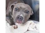 Adopt CAPPUCCINO a Pit Bull Terrier, Mixed Breed