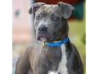 Adopt SAFFRON a Pit Bull Terrier, Mixed Breed