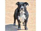 Adopt BETSY a Basset Hound, Pit Bull Terrier