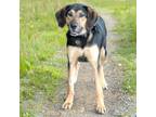 Adopt CHOCOLATE CHIP a Black and Tan Coonhound, Mixed Breed