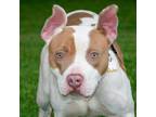 Adopt PEACHES a Pit Bull Terrier, Mixed Breed
