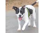 Adopt LUCKY a Pit Bull Terrier, Mixed Breed