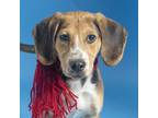 Adopt JACKY BRIGGS a Treeing Walker Coonhound, Mixed Breed