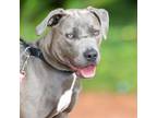 Adopt POPPYSEED a Pit Bull Terrier, Mixed Breed