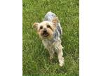 Adopt Fancie a Yorkshire Terrier
