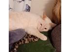 Adopt Lily (and Bella) a Cream or Ivory (Mostly) Siamese / Mixed (short coat)