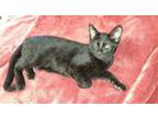Adopt BEETLE JUICE a All Black Domestic Shorthair / Mixed (short coat) cat in
