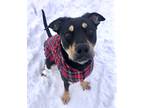Adopt Jimmy Dean a Black Shepherd (Unknown Type) / Mixed dog in Wenatchee