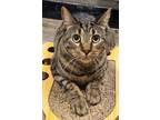 Adopt Zesty a Gray or Blue Domestic Shorthair / Domestic Shorthair / Mixed cat