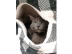 Adopt Sandy a Gray or Blue Domestic Mediumhair (medium coat) cat in Guthrie