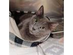 Adopt Totoro a Gray or Blue Domestic Shorthair (short coat) cat in Guthrie