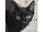 Adopt Kuro a All Black Domestic Shorthair / Domestic Shorthair / Mixed cat in