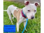 Adopt Prisha a Pit Bull Terrier, Hound