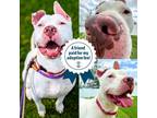 Adopt Submarine a White Mixed Breed (Large) / Mixed dog in Cincinnati