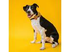 Adopt Bogie a Black Labrador Retriever / Mixed dog in Newark, DE (39025909)