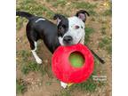 Adopt Dior a Black American Pit Bull Terrier / Mixed dog in Baltimore
