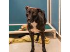 Adopt Cassie a Black Terrier (Unknown Type, Small) / Mixed dog in Honolulu