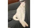 Adopt Gilbert a White Domestic Shorthair / Mixed (short coat) cat in Amelia