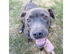 Adopt Mitzy a Black American Pit Bull Terrier / Mixed dog in Lancaster