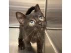 Adopt LuLu a All Black Domestic Shorthair cat in Burlington, IA (39057148)