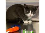 Adopt Oliver a Domestic Shorthair cat in Burlington, IA (39057146)