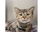 Adopt Lila -- Bonded Buddy With Luna a Domestic Shorthair / Mixed cat in Des