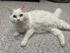 Adopt Katie a White Domestic Mediumhair / Domestic Shorthair / Mixed cat in Oak
