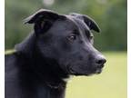 Adopt Diesel a Black Mixed Breed (Medium) / Mixed dog in Kalamazoo