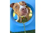 Adopt Elsie II 9 a Red/Golden/Orange/Chestnut American Pit Bull Terrier / Mixed