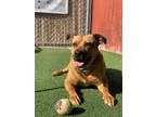 Adopt Luna a Shepherd (Unknown Type) / Mixed dog in Oceanside, CA (39065916)