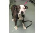 Adopt Beauty a American Staffordshire Terrier
