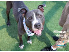 Adopt Minoso a Gray/Blue/Silver/Salt & Pepper American Pit Bull Terrier / Mixed