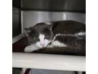 Adopt Mochi 24-0290 a Domestic Short Hair