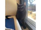 Adopt Vanessa a All Black Domestic Shorthair / Mixed cat in Riverside