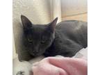 Adopt Vance a Gray or Blue Domestic Shorthair / Mixed cat in Riverside