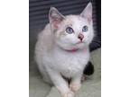 Adopt Glacier a White Domestic Shorthair / Siamese / Mixed cat in Winchester