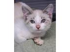 Adopt Albino a White Domestic Shorthair / Siamese / Mixed cat in Winchester