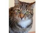 Adopt Ellie a Tan or Fawn Domestic Shorthair / Domestic Shorthair / Mixed cat in