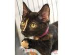 Adopt Tortellini a All Black Domestic Shorthair / Domestic Shorthair / Mixed cat