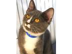 Adopt Linguini a Gray or Blue Domestic Shorthair / Domestic Shorthair / Mixed
