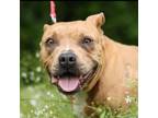 Adopt Lush a Mixed Breed